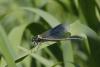 Calopteryx splendens